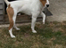9 month old Parson type Jack Russell for Sale