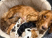 5 stunning cocker spaniel puppies