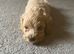 Last 3 lil boy fur baby&rsquo;s reduced price