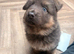 Blue & Tan GSD