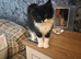 Tuxedo ragdoll for sale in Lancaster