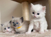 Beautiful Ragdoll kittens available ️