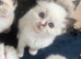 Beautiful Ragdoll type girl HCM and PKD clear