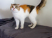 GCCF/TICA Active BSH, Scottish fold and Maine Coons for sale
