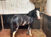 13:2 Blagdon 3 year old