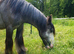 Silver - Sweet Blue Blagdon Cob Yearling Gelding