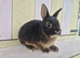 BEAUTIFUL COLOURED NETHERLAND DWARF BABIES
