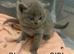 5 Blue British Shorthairs