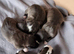 Staffordshire bull terrier