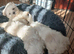 Maltese Puppies