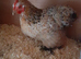 Bantam chickens