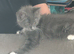 British shorthair kitten for sale
