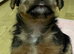 Jack Russell puppies