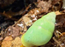 Wolf snails