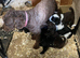 Beautiful cockapoo puppies
