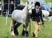 Benji  12'1 5 yr old grey Blagdon Gelding