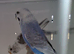 3 budgies