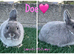 Pure breed Netherlands dwarf does