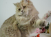 For Adoption: Beautiful British Longhair Male – Classic Tabby