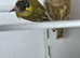 BEAUTIFUL PROVEN PAIR MUTATION YELLOW PASTEL SISKINS