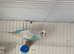 Beautiful budgies