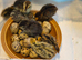 Baby quails