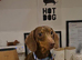 Kc Chocolate and Tan Miniature Dachshund