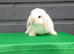 Mini lop rabbit ready now