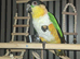 Black headed caique