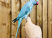 Blue ringneck