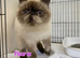 READY NOW! Super GCCF Registered Kittens - &pound;950