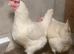 Purebred La Bresse Gauloise Laying hens