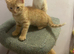 Gorgeous ginger kittens