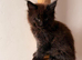 FIVE MAINE COON (TWO POLYDACTYL) KITTENS LOOKING FOR LOVING HOME