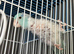 Tamed parrotlet