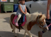 Lovely miniature Shetland mare.