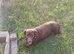 2 boys 2 girls miniature dachshunds