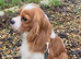 Blenheim cavalier boy pup