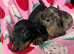 Mini dachshund puppies