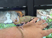 Male Pied Yemen Chameleons