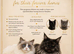 Ragdoll cross Mainecoon baby&rsquo;s