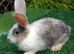 PURE Continental Giants - White Eared - Vaccinated 3 in 1 - RESERVE