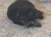 Miniature Poodle for rehoming