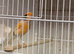 2025 harlequin canary male sing all day