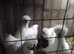 White silkie cockerels