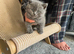 BRITISH SHORTHAIR KITTENS MANCHESTER REDUCED READY TO GO