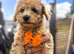 Beautiful Toy Poodle Puppies !!READY NOW!!