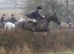 15.2hh 6 year old sporty Irish cob mare