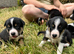 7 gorgeous Tri colour short haired border collie pups
