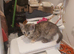 Half Bengal Kittens - READY NOW!